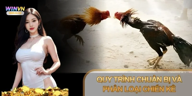 Mỗi trận gà phải diễn ra theo trình tự rõ ràng